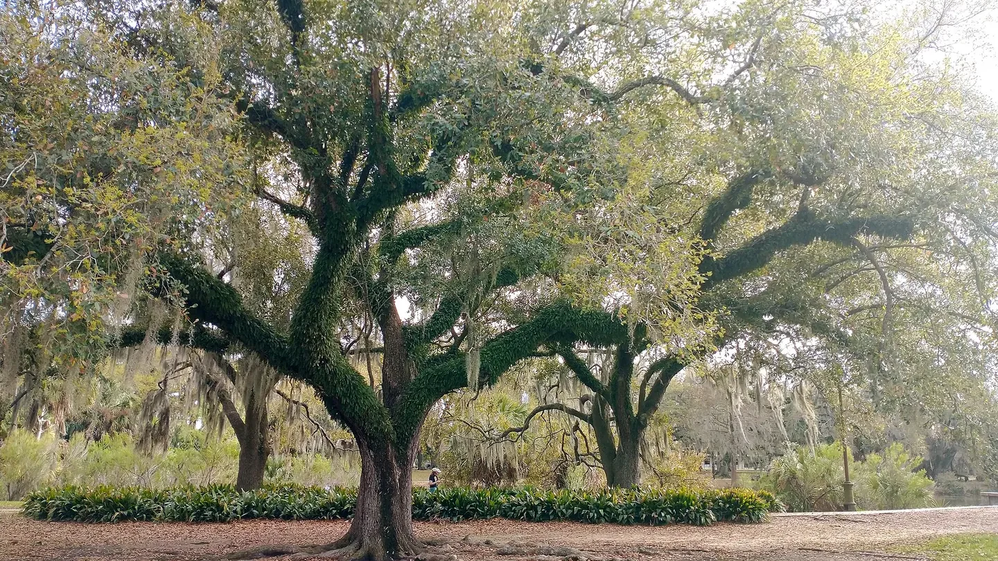 Live oak trees in New Orleans City Park