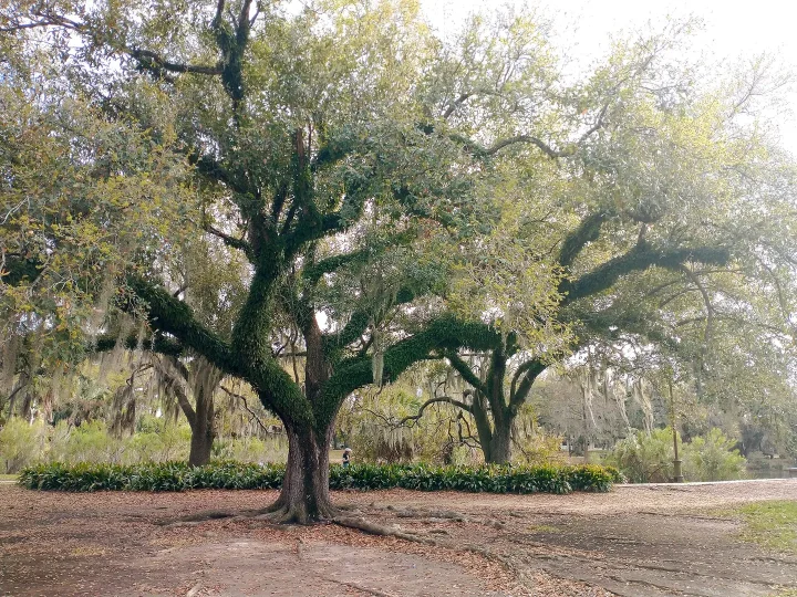 Live oak trees in New Orleans City Park